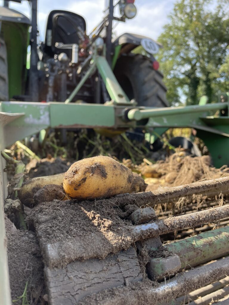 Kartoffeln Siebkettenroder