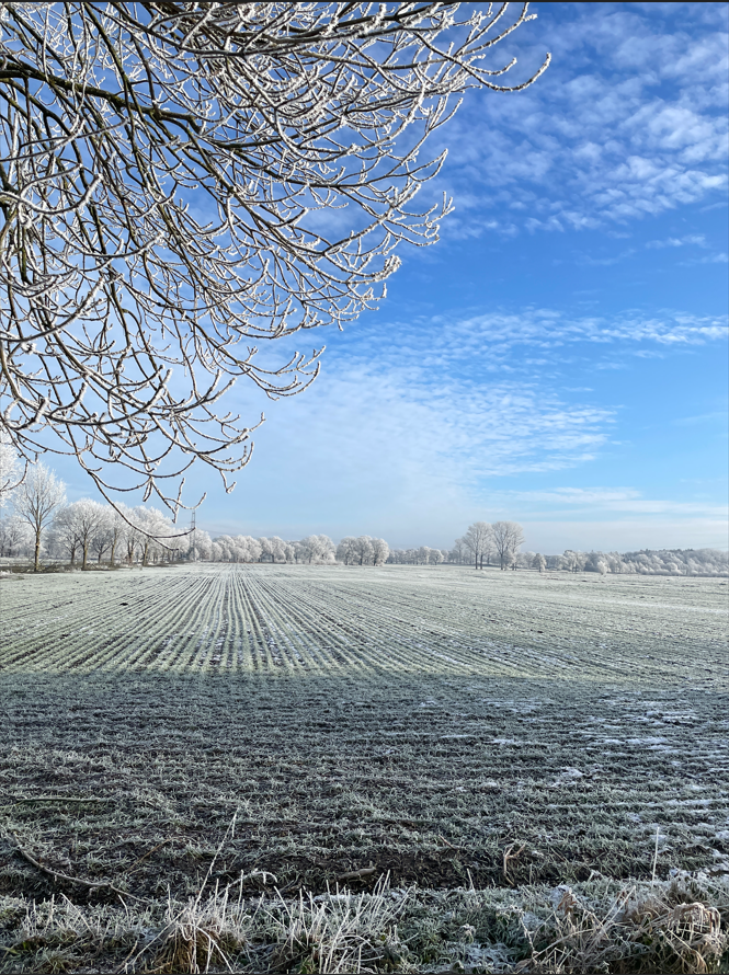 Feld im Winter